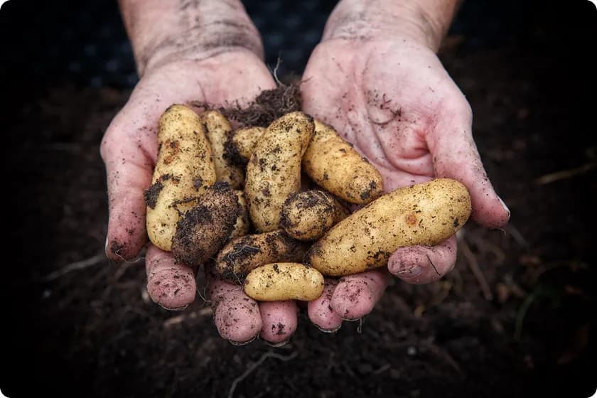 Discover key potatoes nutrition facts and explore 10 proven health benefits of potato skins, highlighting their role in a nutritious diet.
