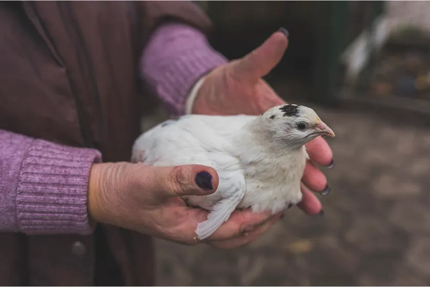 Bird flu symptoms in humans and animals explained. Learn key avian influenza human symptoms and early signs. Act fast, protect your health today.
