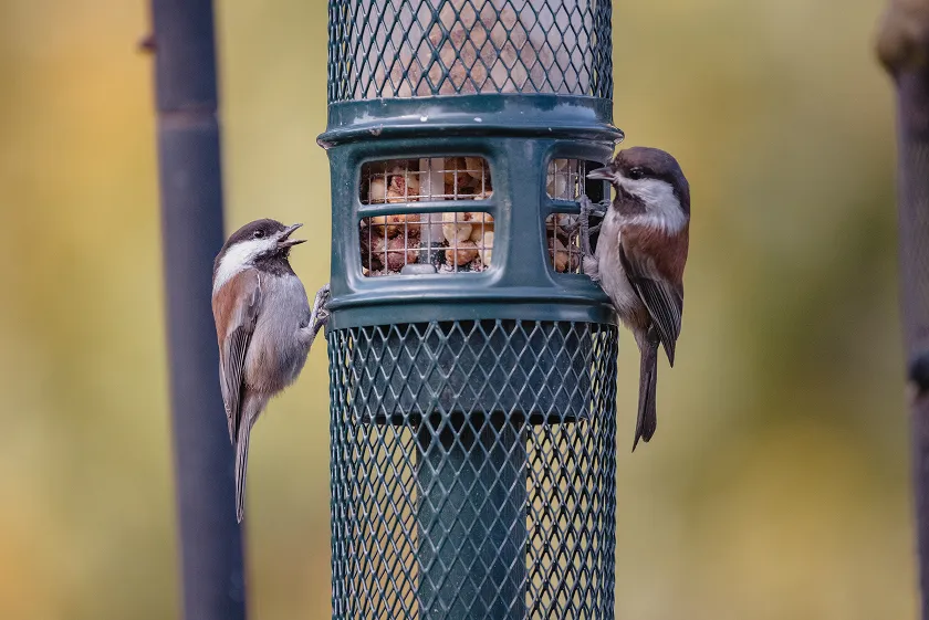 Bird flu symptoms in humans and animals explained. Learn key avian influenza human symptoms and early signs. Act fast, protect your health today.
