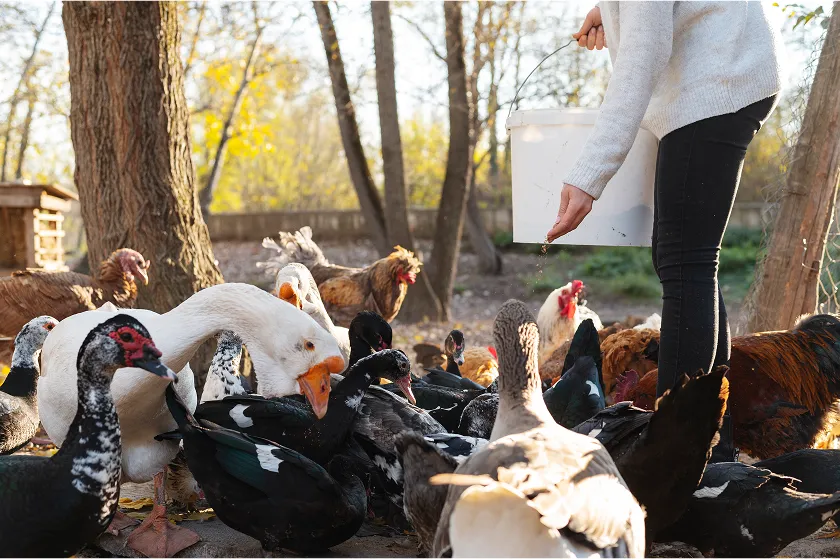 Bird flu symptoms in humans and animals explained. Learn key avian influenza human symptoms and early signs. Act fast, protect your health today.